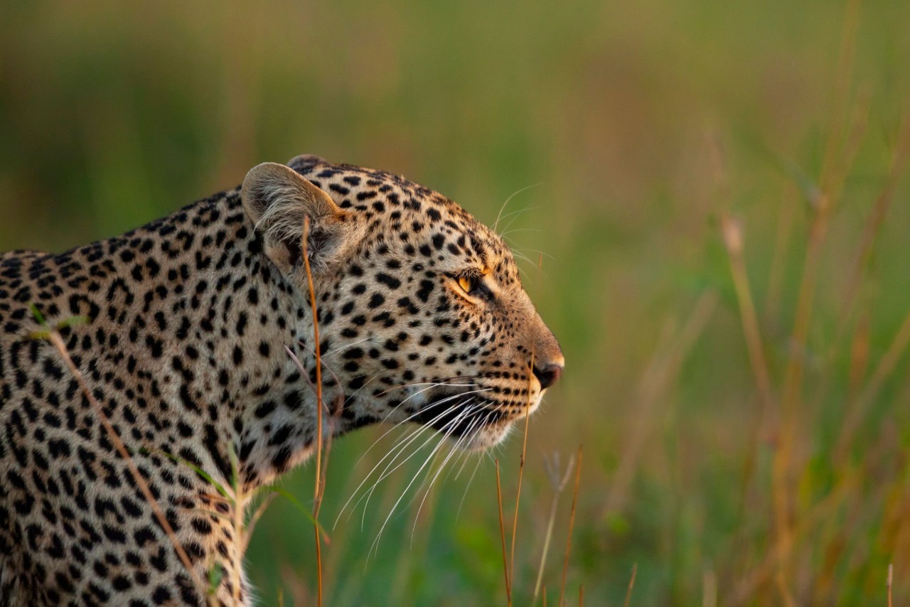 Elephants in Maasai Mara