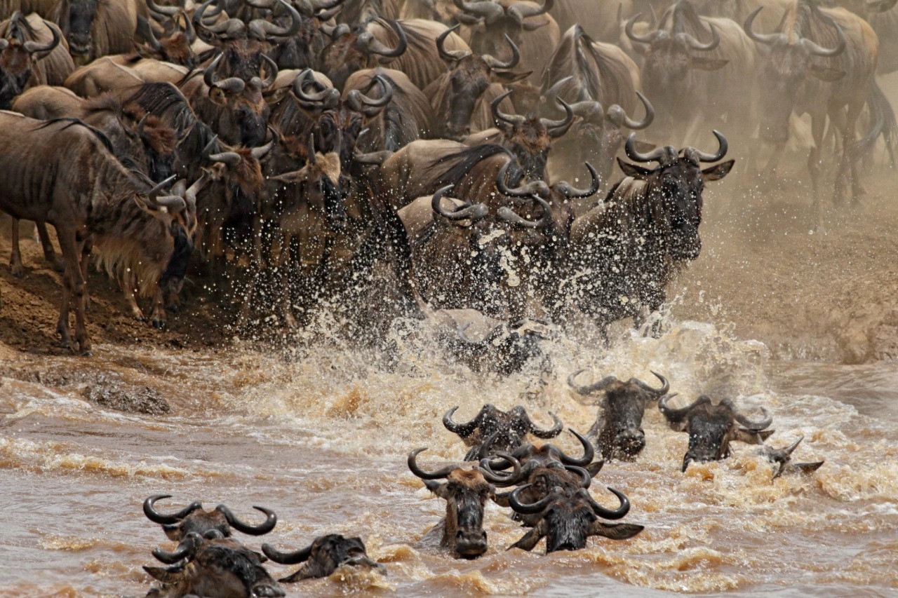Lions in Maasai Mara